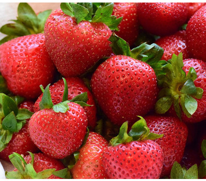 Erdbeere 'Mieze Nova', 8er-Schale