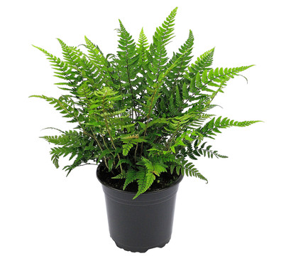 Schildfarn - Polystichum aculeatum