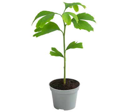 Fächerblattbaum - Ginkgo biloba