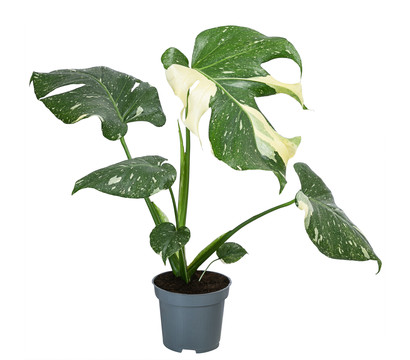 Fensterblatt - Monstera deliciosa 'Thai Constellation', panaschiert