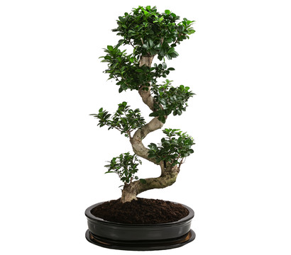 Chinesische Feige - Ficus microcarpa 'Ginseng', in Keramik, rund