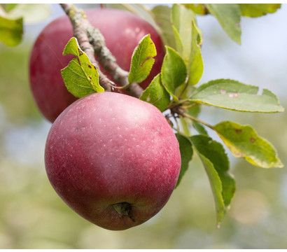 Winterapfel 'Florina'