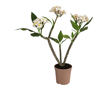 Frangipani - Plumeria cultivars, verschiedene Sorten