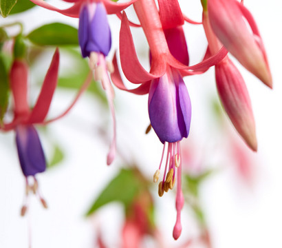 Winterharte Fuchsie, verschiedene Sorten