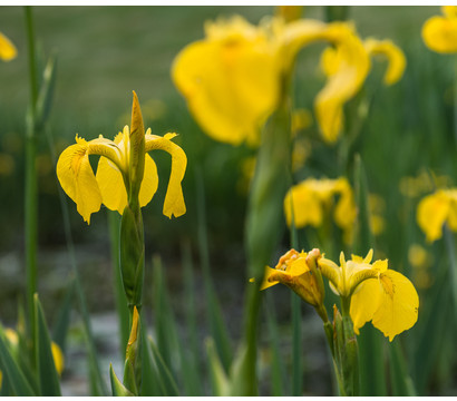 Gelbe Sumpf-Iris