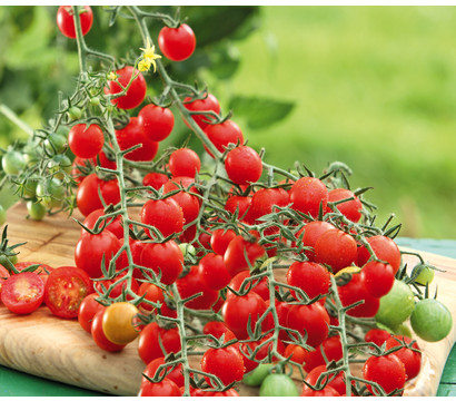 Dehner Gourmet Garten Cherrytomate, veredelt