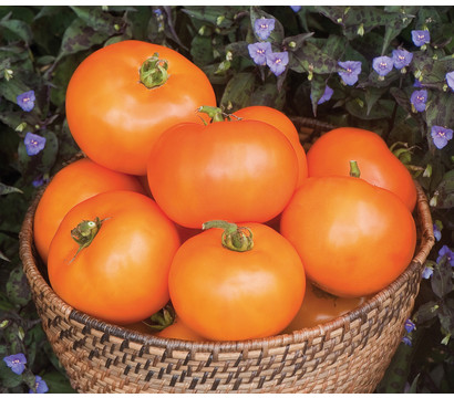 Dehner Gourmet Garten Fleischtomate, orange