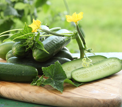 Dehner Gourmet Garten Minigurke, veredelt