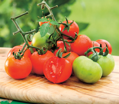 Dehner Gourmet Garten Tomate rund, veredelt