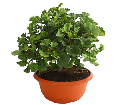 Ginkgobaum - Fächerblattbaum 'Marijke'