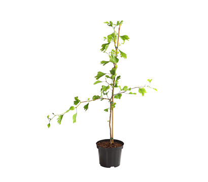 Ginkgobaum - Fächerblattbaum