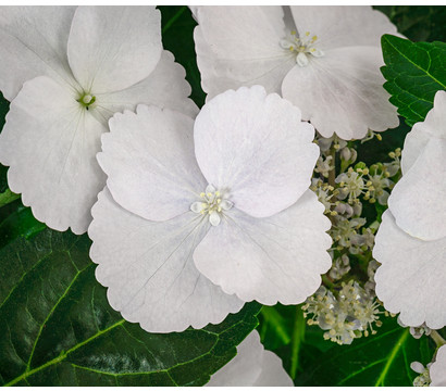 Girlanden-Hortensie 'Runaway Bride®'