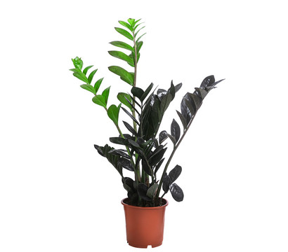 Glücksfeder - Zamioculcas zamiifolia 'Raven'