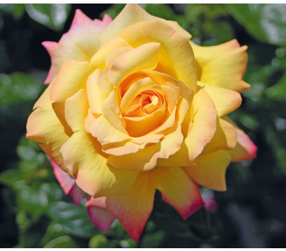 Edelrose 'Gloria Dei®'