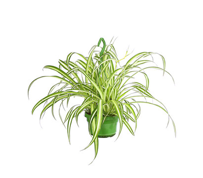 Grünlilie - Chlorophytum comosum, Ampel