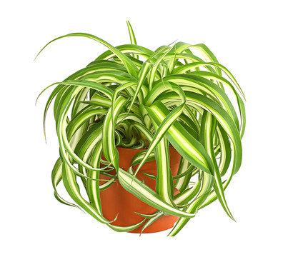 Grünlilie - Chlorophytum comosum 'Bonnie'