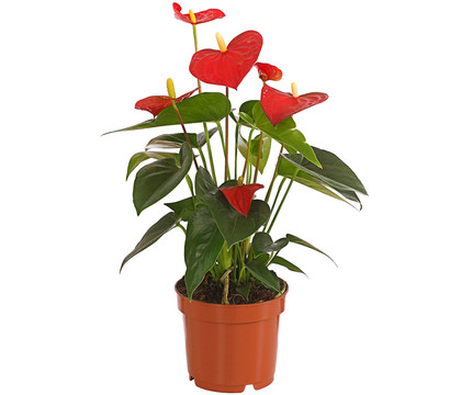 Große Flamingoblume - Anthurium andreanum, rot