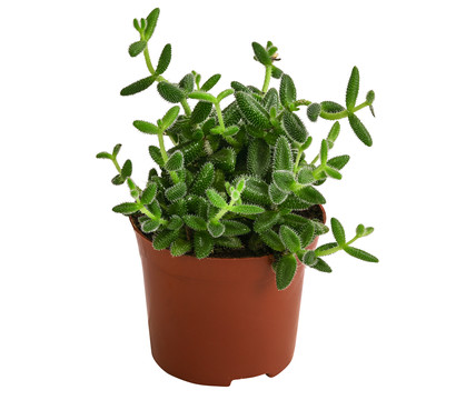 Gurkenpflanze - Delosperma echinatum