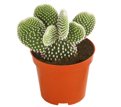 Hasenohr-Kaktus - Opuntia microdasys, verschiedene Sorten