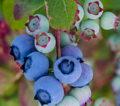 Dehner Heidelbeere 'Bluecrop'