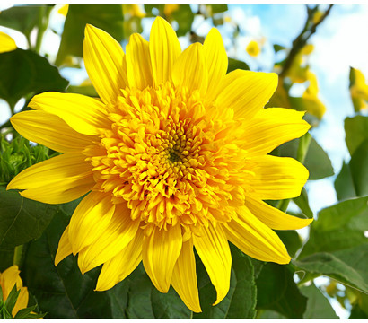 Gefüllte Stauden-Sonnenblume 'Double Whammy'