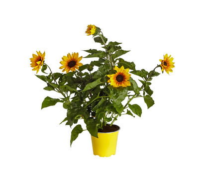 Sonnenblume 'SunBelievable®'