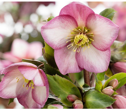 Schneerose 'Ice N' Roses® Rose' - Helleborus Gold Collection®