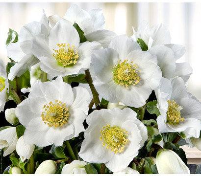 Christrose 'HGC® Wintergold®'