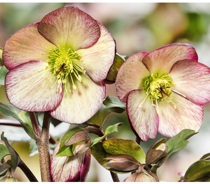 Schneerose 'Ice N' Roses® Dark Picotee' - Helleborus Gold Collection®