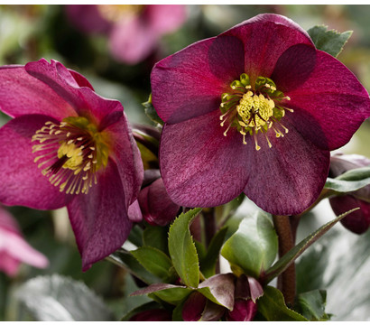 Schneerose 'Ice N' Roses®Merlot' - Helleborus Gold Collection®