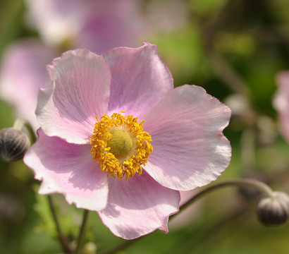 Herbst-Anemone, verschiedene Sorten