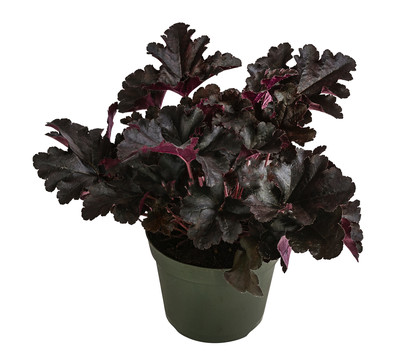 Purpurglöckchen 'Black Pearl®'