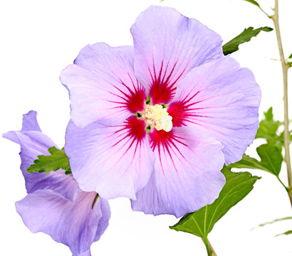 Hibiskus 'Blue Chiffon®' - Garten-Eibisch