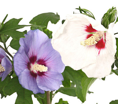 Hibiskus-Duo - Garten-Eibisch, verschiedene Farbkombinationen