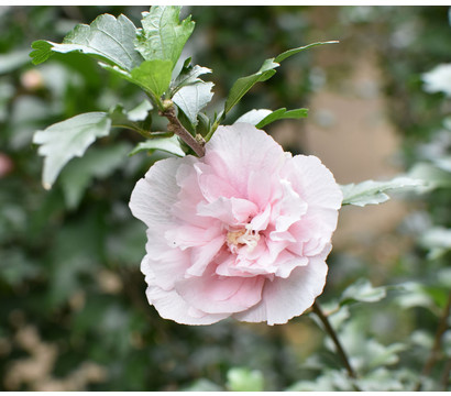 Hibiskus 'Pink Chiffon®' - Garten-Eibisch