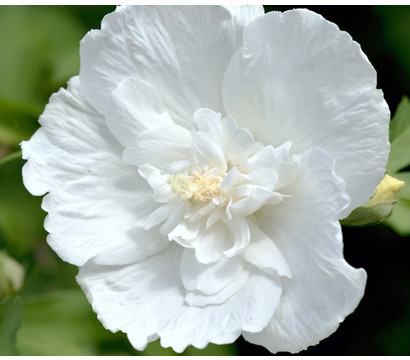 Hibiskus 'White Chiffon®' - Garten-Eibisch