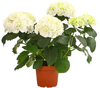 Hortensie - Hydrangea macrophylla