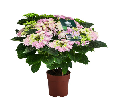 Hortensie 'Fleurentina Pink'