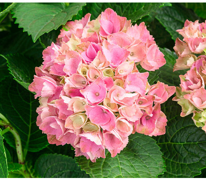 Hortensie 'Magical Evolution'