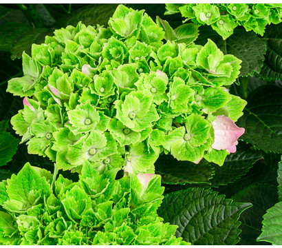 Hortensie 'Magical Jewel'