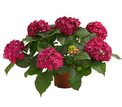 Hortensie - Hydrangea macrophylla 'Red Beauty®'