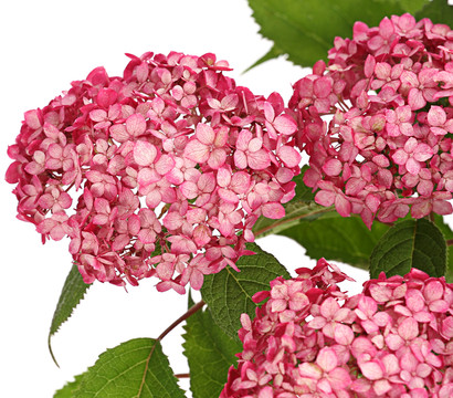 Schneeball-Hortensie 'Ruby Annabelle®'