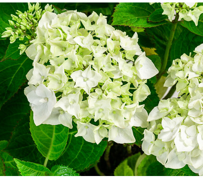 Bauern-Hortensie 'Endless Summer®'