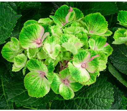 Hortensie 'Magical Amethyst'