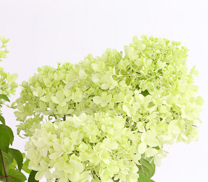 Rispen-Hortensie 'Magical Candle'