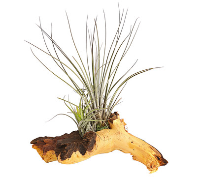 Tillandsien-Arrangement auf Mopani-Wurzel - Tillandsia Hybride, 2-teilig