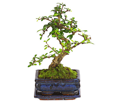 Bonsai Fukientee - Carmona microphylla, 6 Jahre