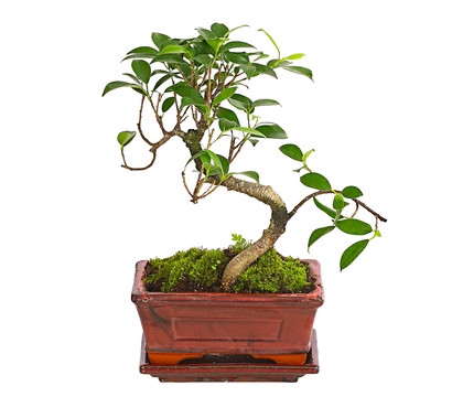 Bonsai Chinesischer Feigenbaum - Ficus retusa, 6 Jahre