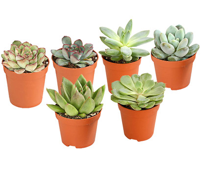 Echeverien-Set - Echeveria, verschiedene Sorten