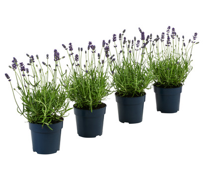 Dehners Bienen-Lavendel, 4er-Set